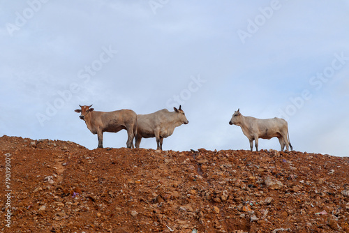 Yogyakarta, October 30, 2021: The process of arranging the Piyungan landfill using heavy equipment and the sight of cows around the landfill. photo