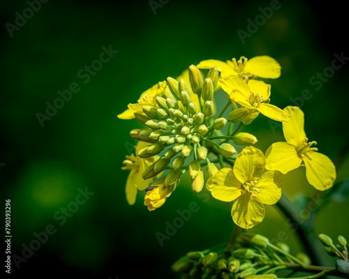yellow flower on green