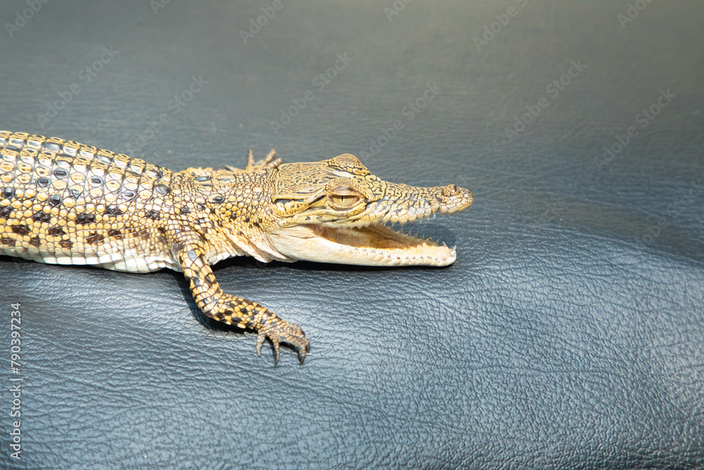 Naklejka premium Little baby crocodile close up