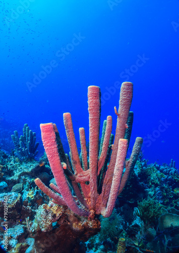 Caribbean coral garden, Roatan photo