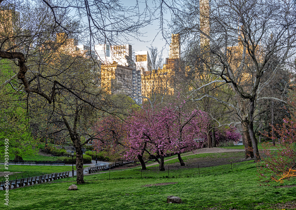 Central Park in spring, flowering Cherry trees