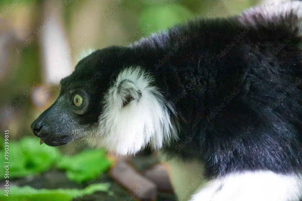 Fototapeta premium Black and white Ruffed Lemur closeup
