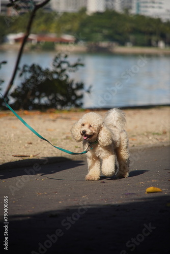 Poodle dog on the street