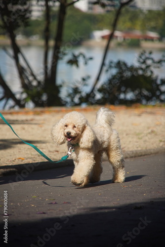 Poodle dog on the street