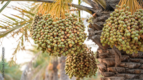 bunch of dates at a dates tree at a plantation.