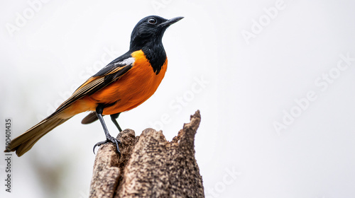 Vivid Orange-Bellied Bird Perched on Tree Stump photo