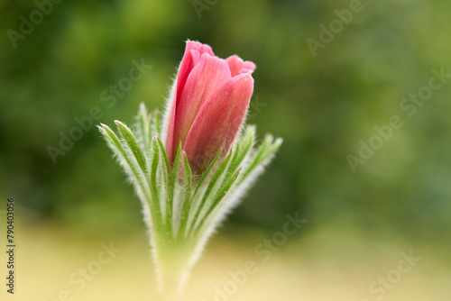 Küchenschelle, Kuhschelle, Pulsatilla vulgaris