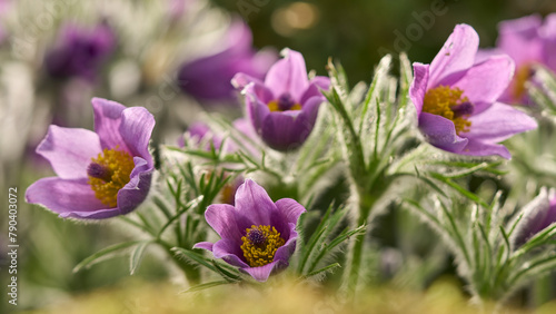 Foto Küchenschelle, Kuhschelle, Pulsatilla vulgaris