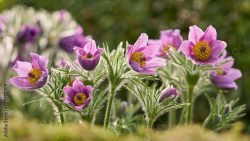 Foto Küchenschelle, Kuhschelle, Pulsatilla vulgaris