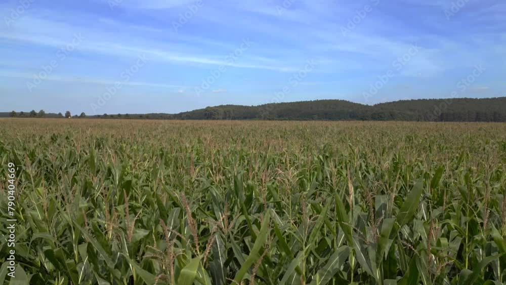 Expansive green maize field under blue sky. Amazing aerial top view flight drone Expansive green maize field under blue sky. Amazing aerial top view flight drone