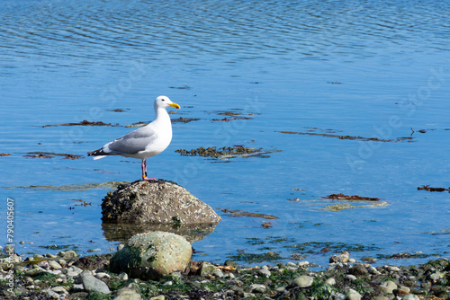 An image of a single seagull with a red  banded tag on its leg. 