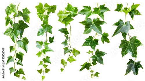 Set of green leaves from a jungle  isolated on a white 