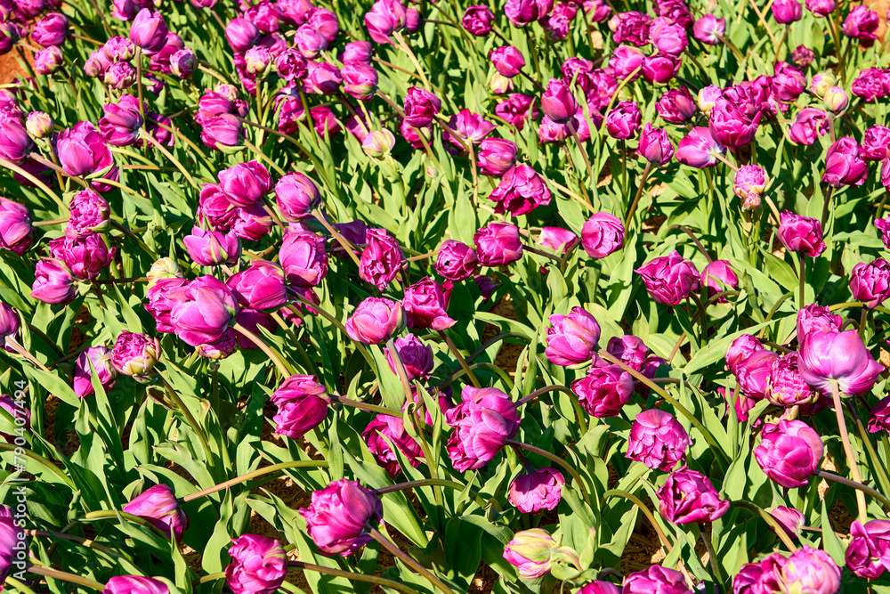 Close-up of a bed of vibrant dark pink tulips.