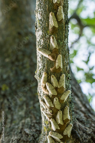Spongy Moth 