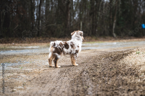 Australian Shepherd Puppy