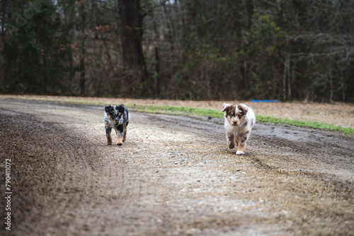 Australian Shepherd Puppies