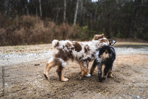 Australian Shepherd Puppies