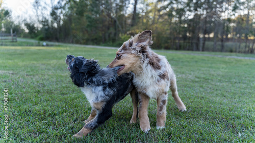 Australian Shepherd Puppies