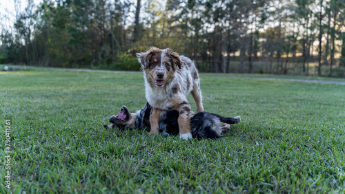 Australian Shepherd Puppies