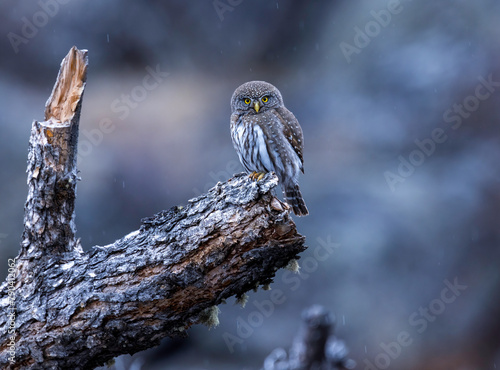 bird on a tree, pygmy owl 