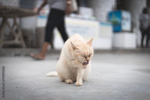 Fototapeta Naklejka Na Ścianę i Meble -  Cat on the street