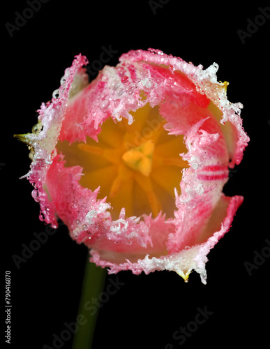 bright colorful tulip in dew drops isolated on black. close up. selective focus