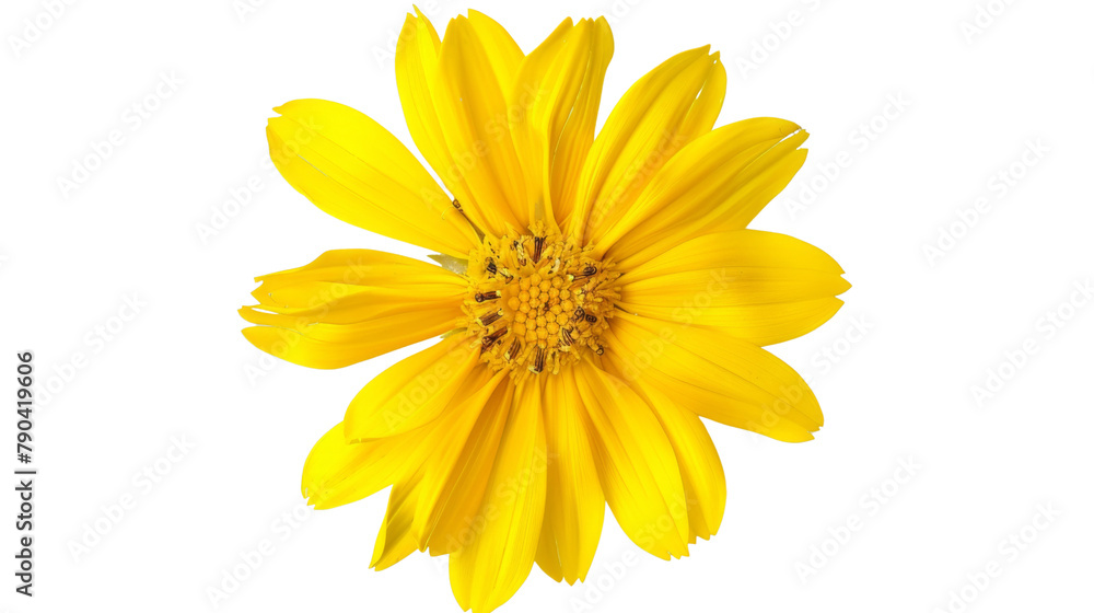 Yellow flower Yellow flower