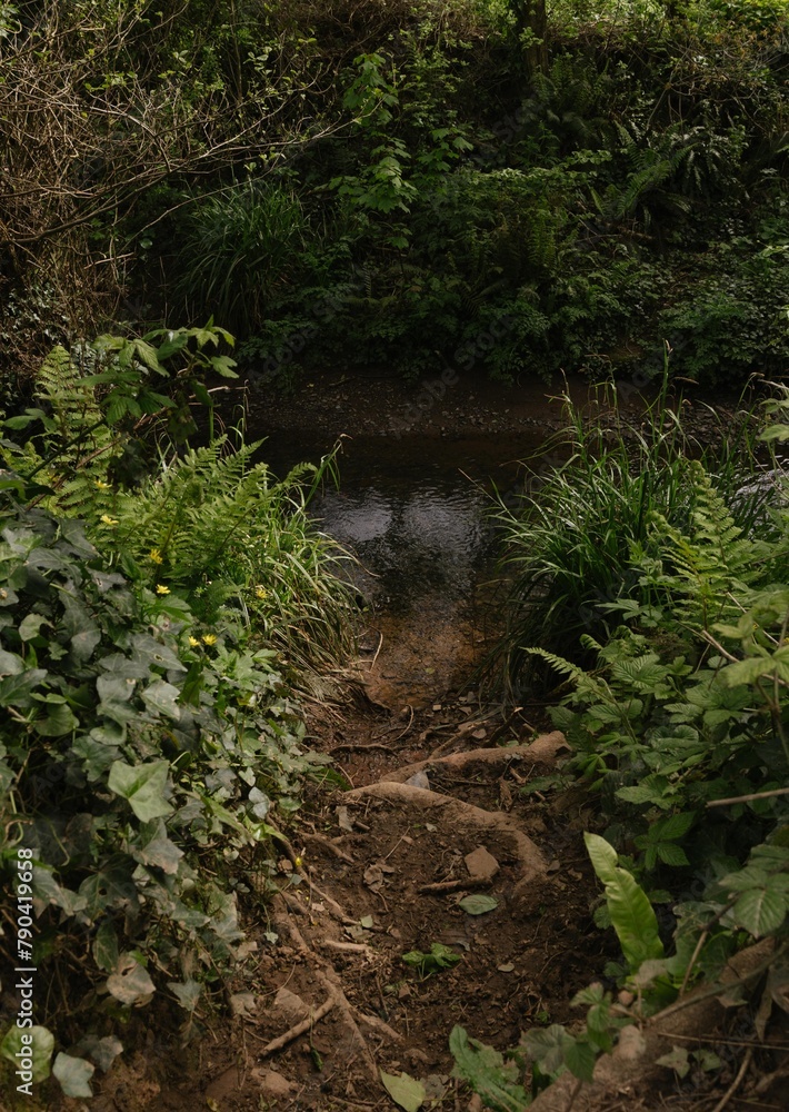 Fototapeta premium stream in the forest