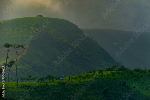 Rolling green mountain with coffee estate planted on it, inside the kawah ijen geopark bondowoso, during golden hour
