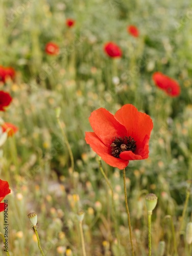 red poppy field