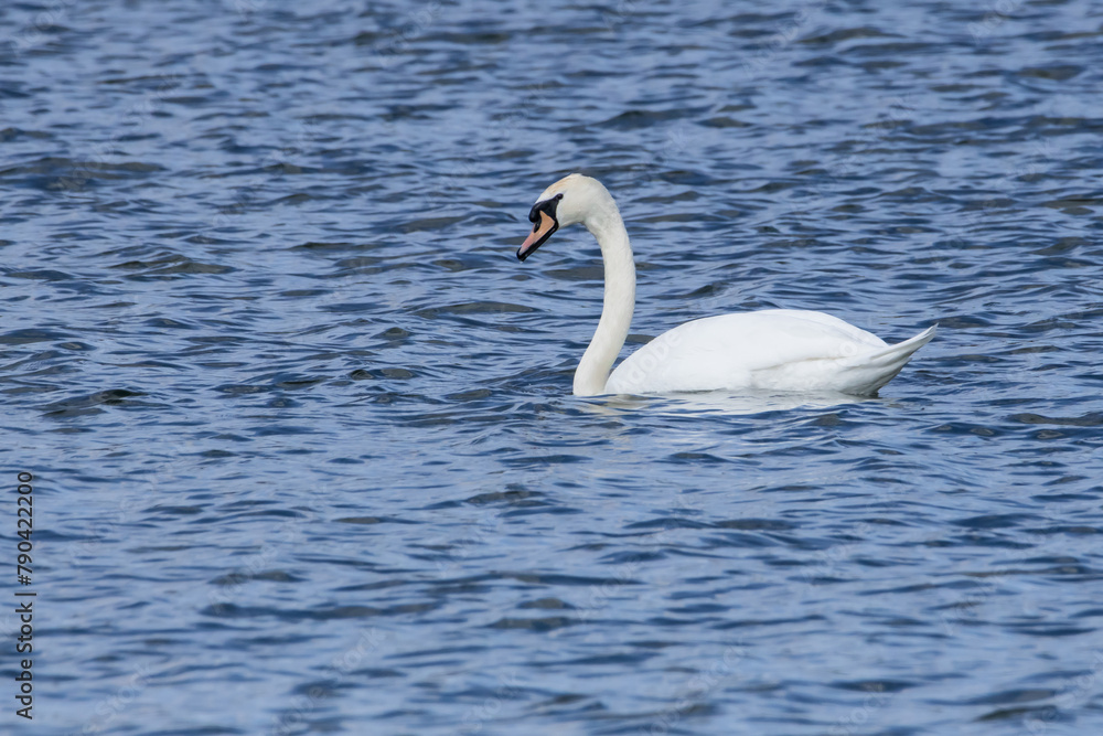 Swan on St. Lawrence River