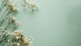 White flowers on soft green background with ample copy space