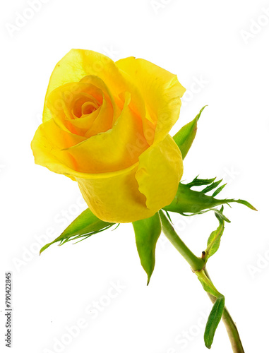 A Close-up Image of a Single Yellow Rose Isolated on White
