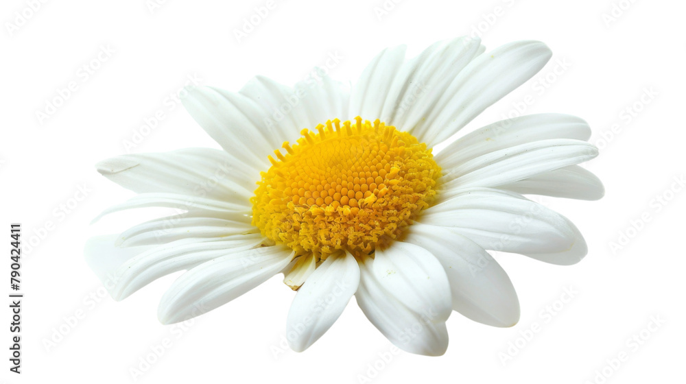 Fototapeta premium Chamomile