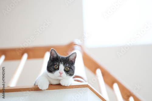 二階から覗く猫 photo