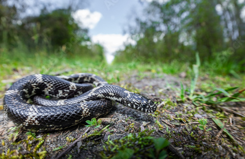 Young eastern king snake from Great Dismal Swamp, Virginia 
