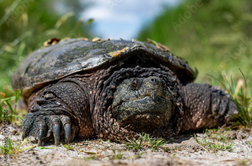 Large common snapping turtle crossing trail from Great Dismal Swamp, Virginia 