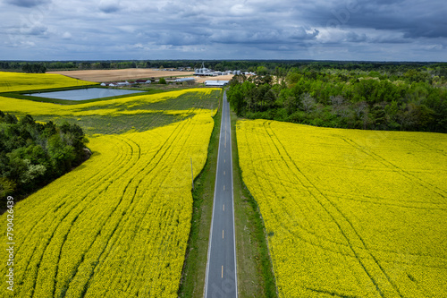 Aerial view of yellow mustard flowers in a southern North Carolina field 