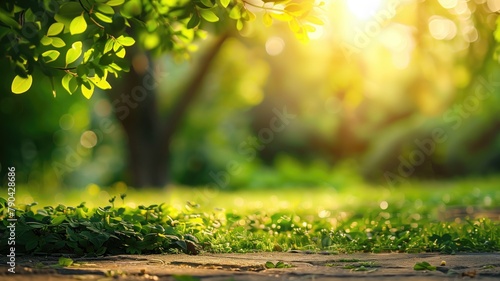 Sunlight filtering through leaves onto lush green path photo