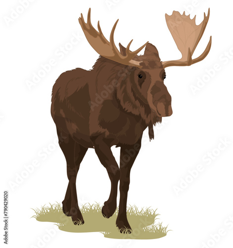 Bull Moose Standing with Antlers
