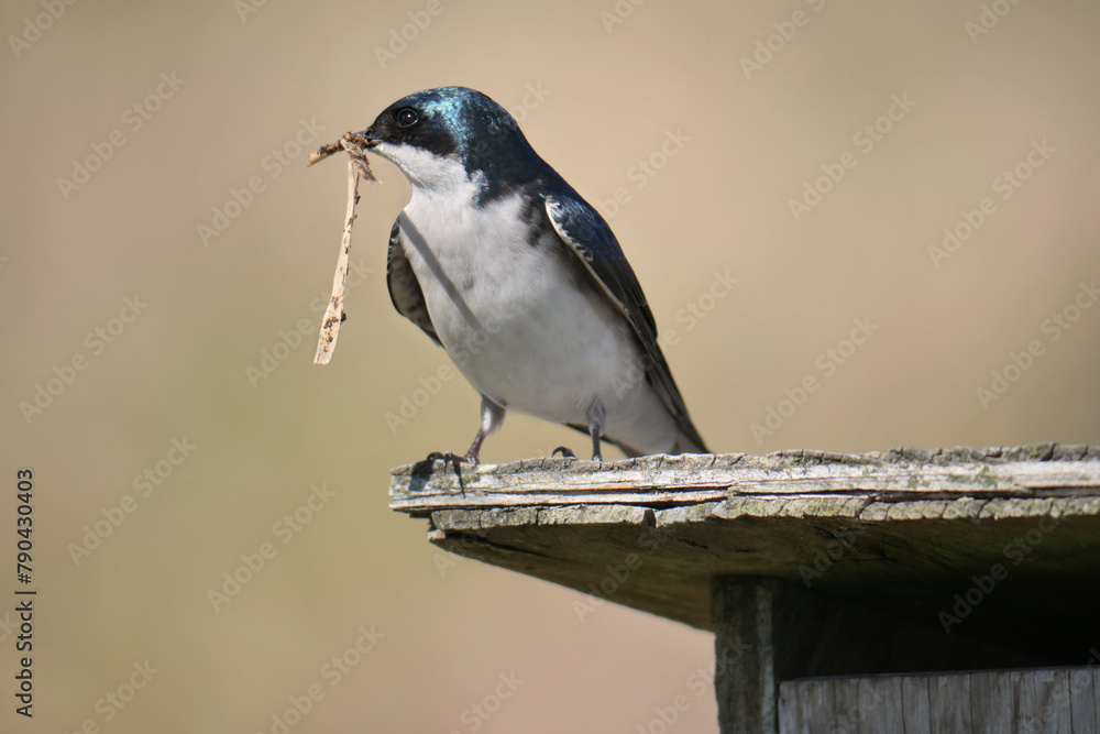 Tree swallow perched on a birdhouse during a spring season at the Pitt River Dike Scenic Point in Pitt Meadows, British Columbia, Canada