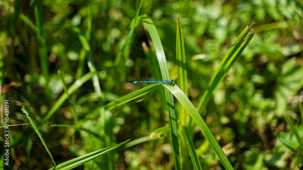 Azure Damselfly on a Blade of Grass