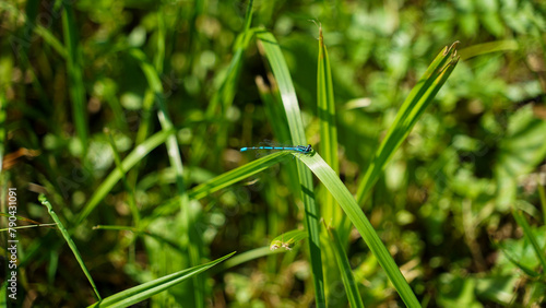 Azure Damselfly on a Blade of Grass