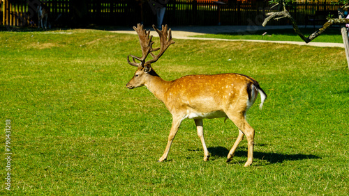 Majestic Fallow Deer Roaming the Green Expanse