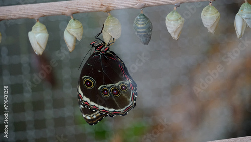 Butterfly Emergence: Life's Metamorphosis photo