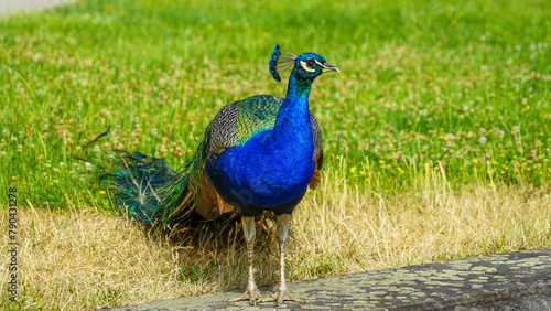 Vivid Splendor of a Peacock on Parade