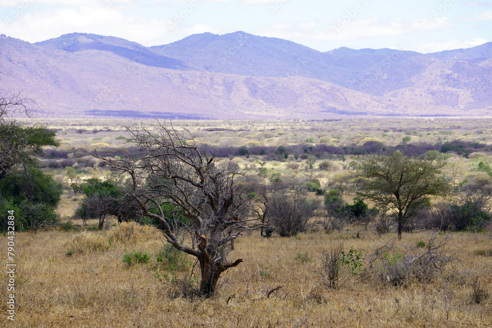Trees and grassland with hills in the background in a national park in north-eastern Tanzania during dry season