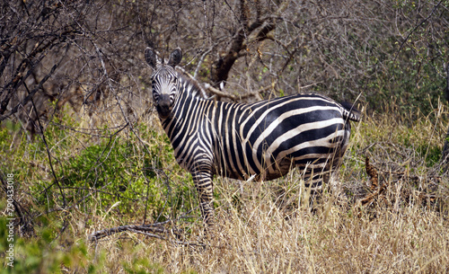 Curious zebra in a forest clearing during dry season