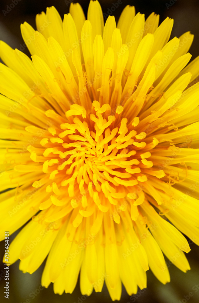 bright yellow dandelions among green foliage bright yellow dandelions among green foliage