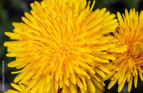 bright yellow dandelions among green foliage